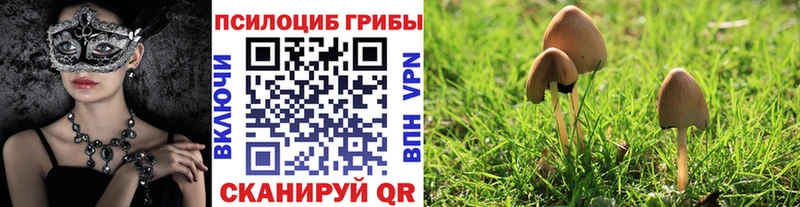 как найти закладки  Магнитогорск  omg сайт  Псилоцибиновые грибы мицелий 